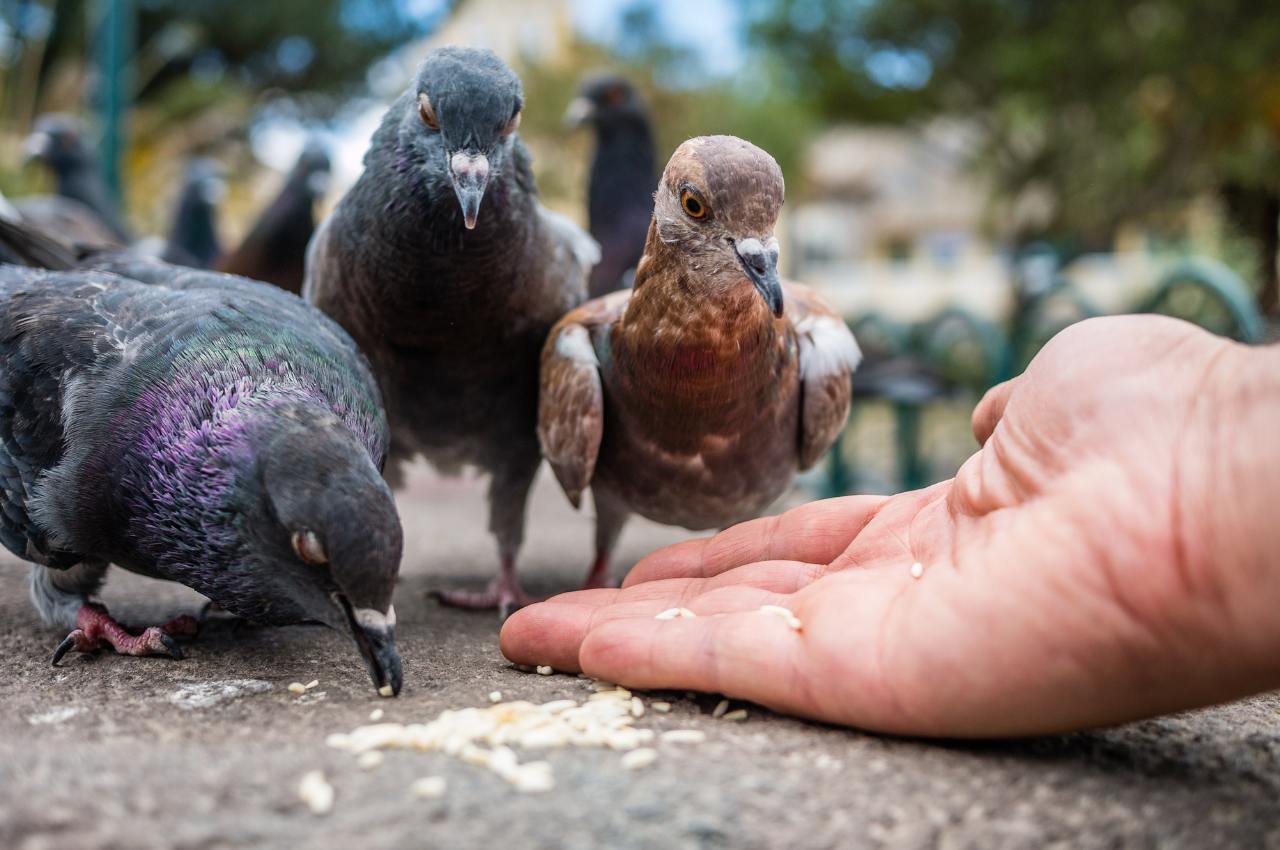 What Do Wood Pigeons Eat: How to Support Wild Birds Year-Round